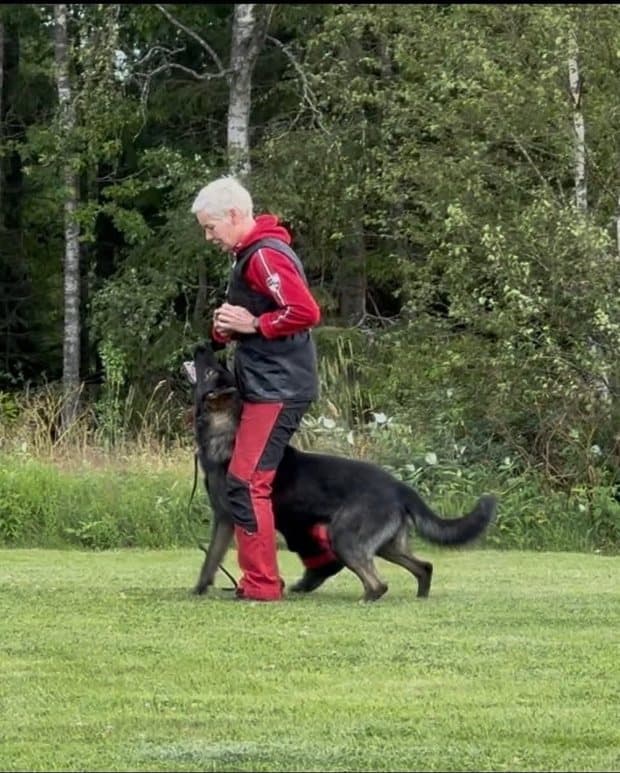 Sara við hlýðnivinnu með schäferhundi